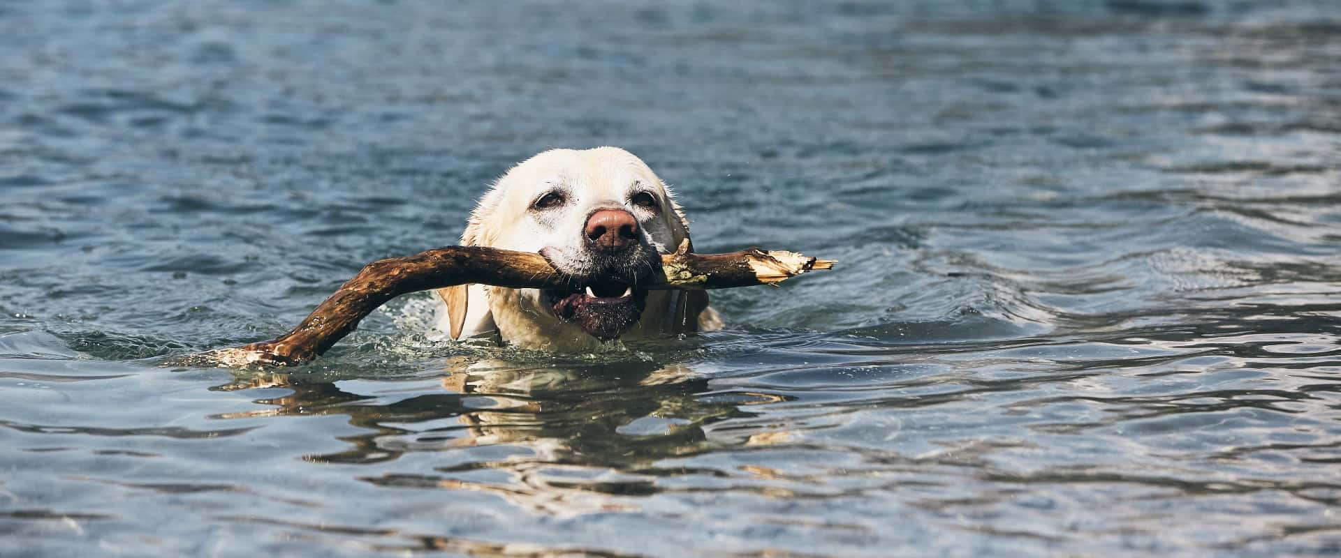 Can Dogs Drink Lake Water