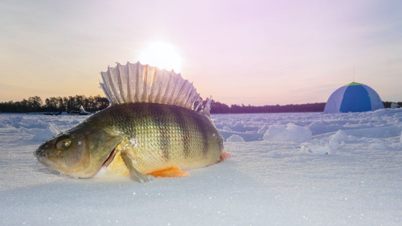 fish laying on frozen lake -bear lake utah ice fishing